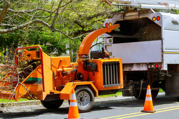 Professional Tree Service in St Louis, MI